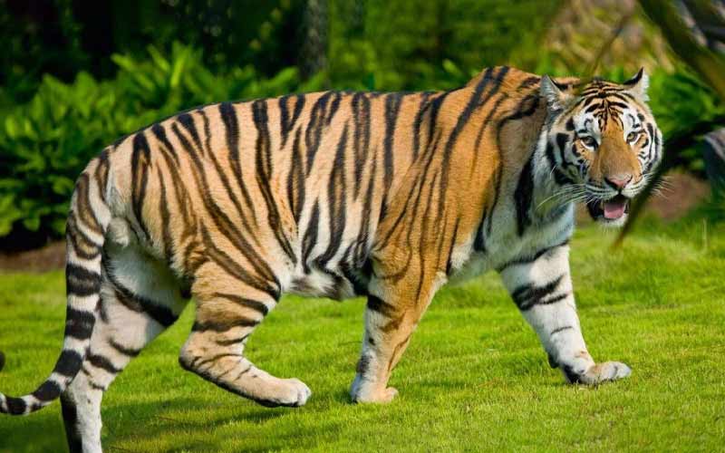 Hãy tìm hiểu về hổ cùng các điểm nổi bật trước khi muốn viết văn miêu tả nó